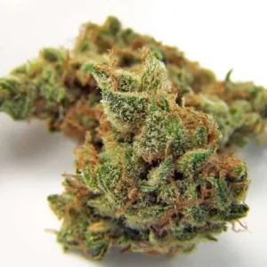 Northern Lights Cannabis Strain In UAE