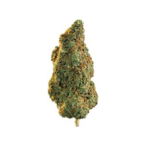 Girl Scout Cookies Cannabis Strain